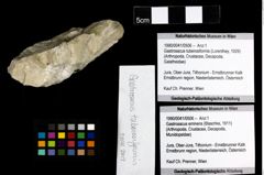 Foto (Objekt + Etiketten) von Gastrosacus tuberosiformis (Lorenthey, 1929) 